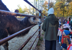 Obserwujemy wielbłądy w ich zagrodzie