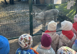 Dzieci obserwują renifery