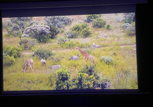 Fragment filmu przedstawiający stado żyraf i zebr.