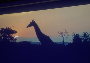 Fragment filmu przedstawiający żyrafę na tle zachodzącego słońca.