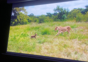 Fragment filmu przedstawiający końcową scenę spotkania odnalezionej mamy - lwicy i jej małego lwiątka.