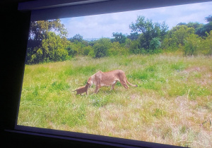 Fragment filmu przedstawiający końcową scenę spotkania odnalezionej mamy - lwicy i jej małego lwiątka.