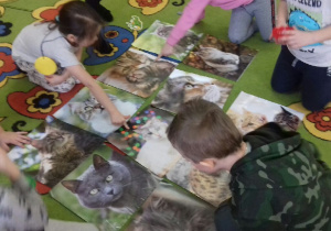 Dzieci oglądają rozłożone na dywanie ilustracje kotów