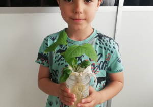Chłopiec prezentuje wyhodowaną fasolę