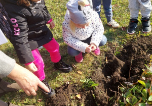 Dzieci sadzą cebule do ziemi
