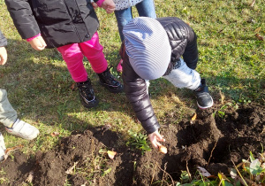 Dzieci sadzą cebule do ziemi