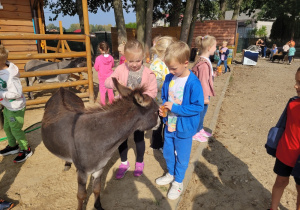 Dzieci karmią osiołki.